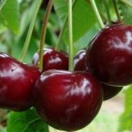 Саженец Вишня Эрди Ботермо в контейнере